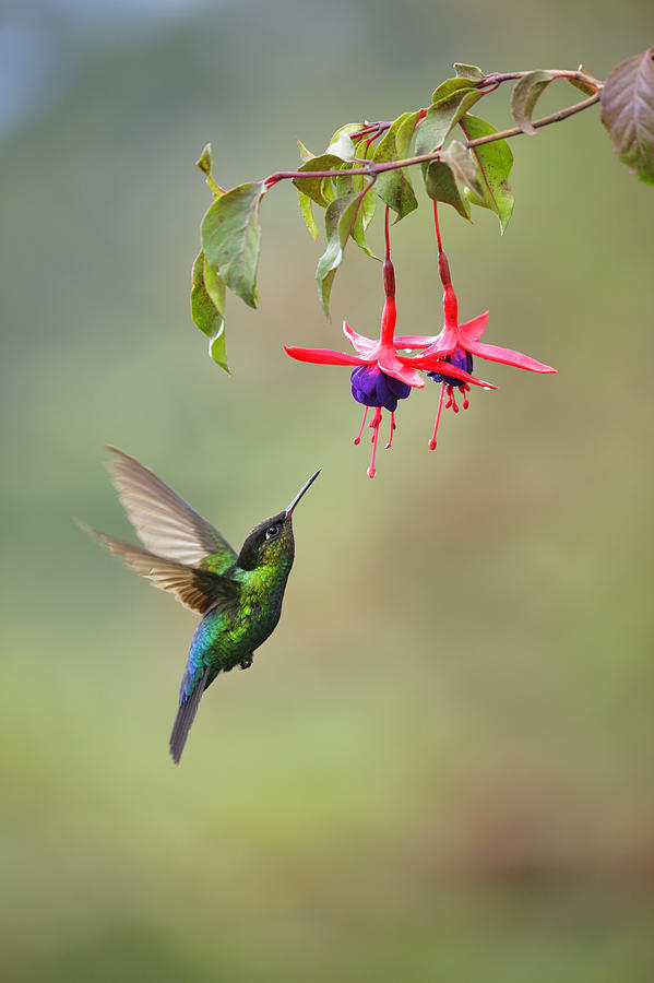 Fiery-throated Hummingbird #1 Photograph by ©Juan Carlos Vindas