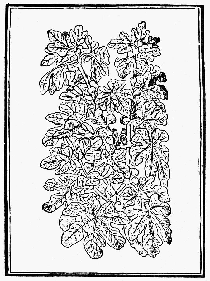 Tree Painting - Fig Tree, 16th Century #1 by Granger