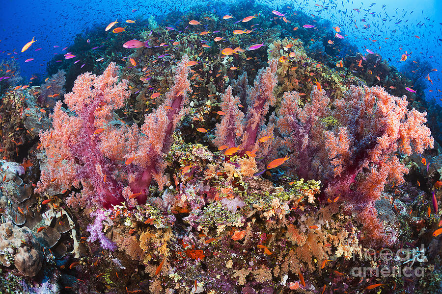 Fiji, Alconarian Coral With Schooling Anthias. #1 Photograph by Dave Fleetham