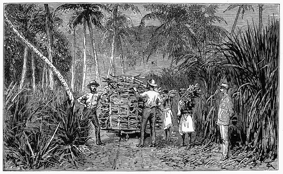 Fiji Sugar Field, 1885 #1 Painting by Granger