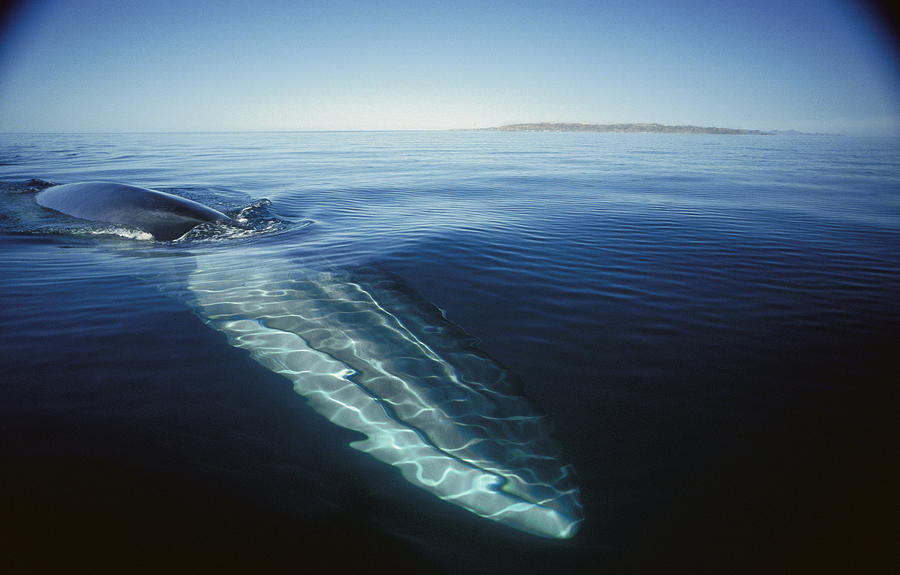 Fin Whale In Sea Of Cortez #1 Photograph by Tui De Roy
