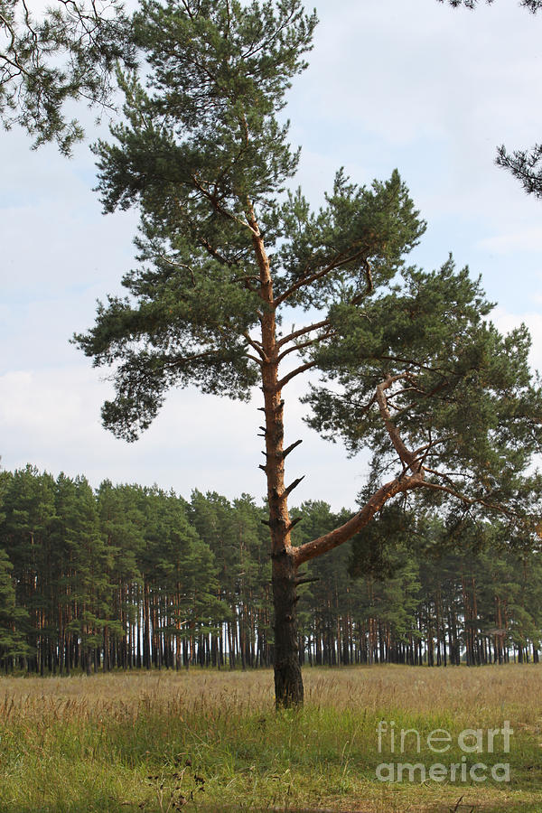 Nature Photograph - Fine pine #1 by Evgeny Pisarev