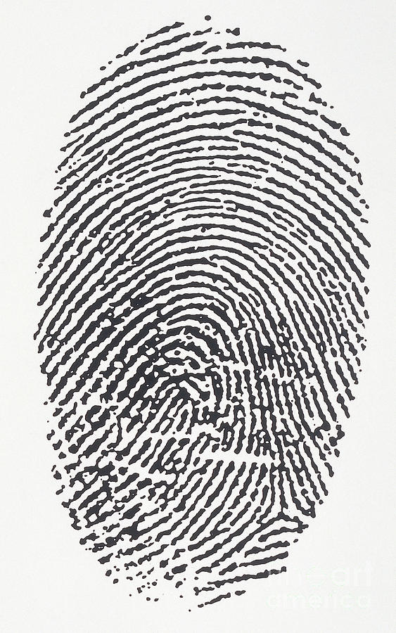 Fingerprint #1 Photograph by Dorling Kindersley
