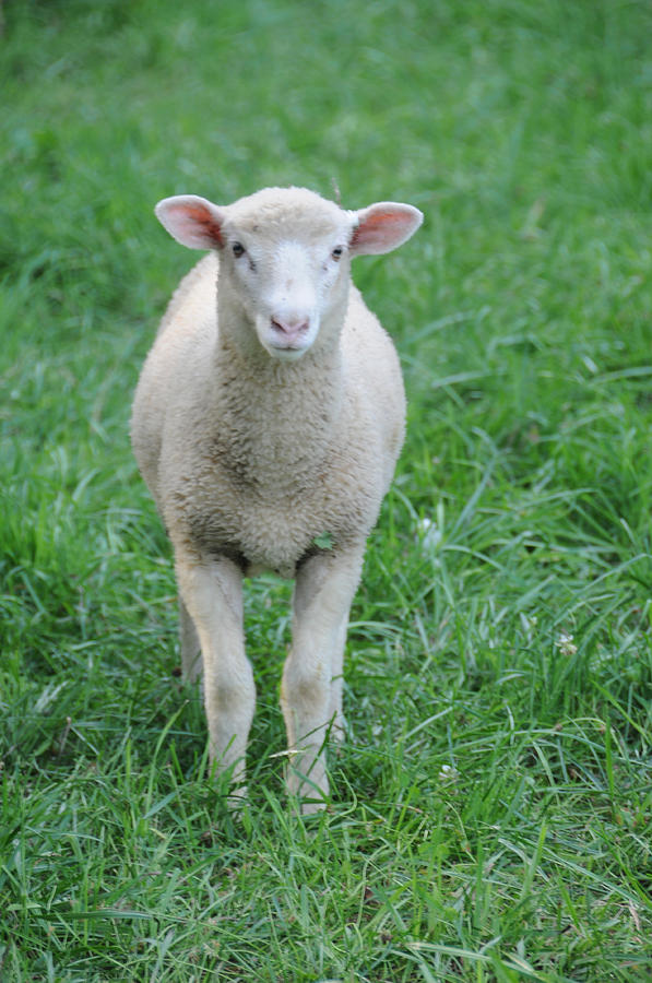 Finnish Dorset Lamb Photograph by Bonnie Sue Rauch - Pixels