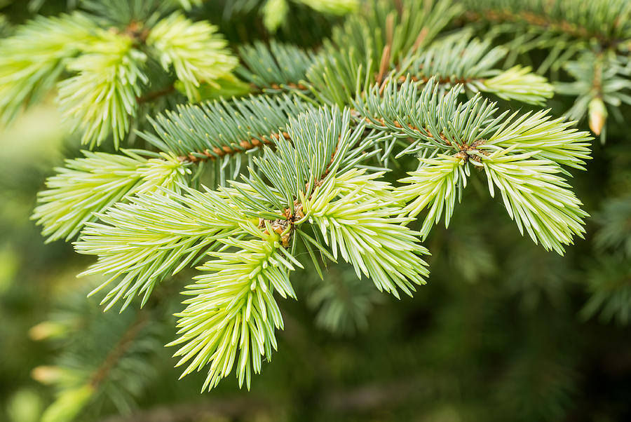 Fir Bud Photograph by Alain De Maximy - Fine Art America