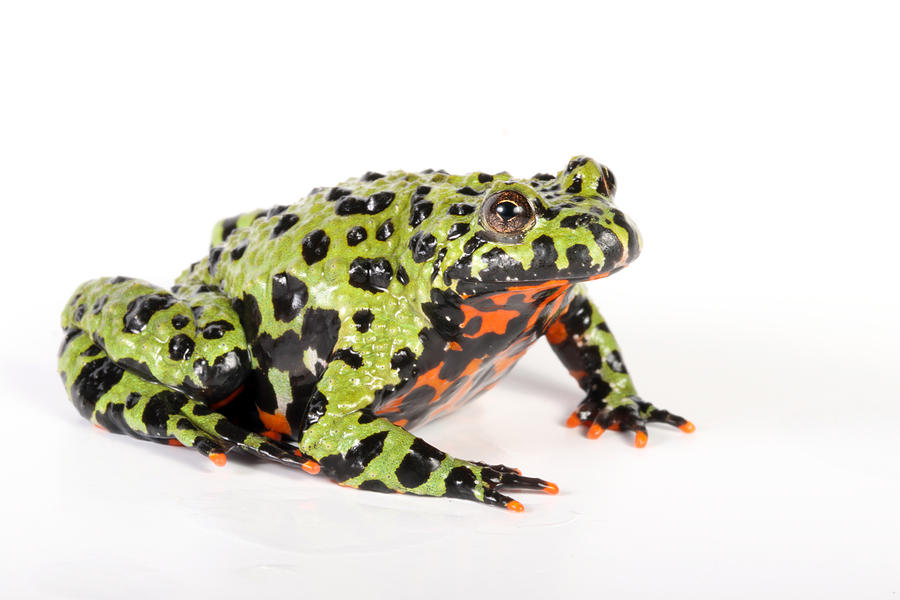 Fire Bellied Toad Bombina Orientalis Photograph by David Kenny - Pixels