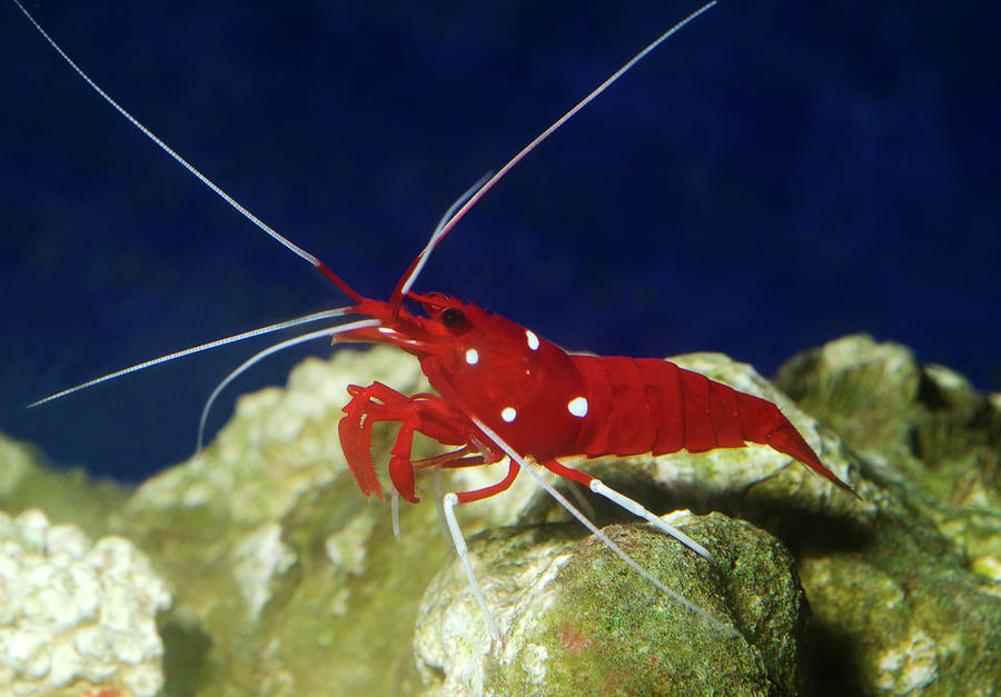 Fire shrimp or scarlet cleaner shrimp