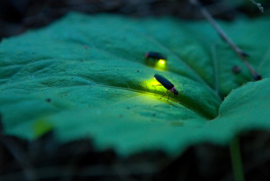 Firefly - Luciola cruciata #1 Photograph by Tomosang