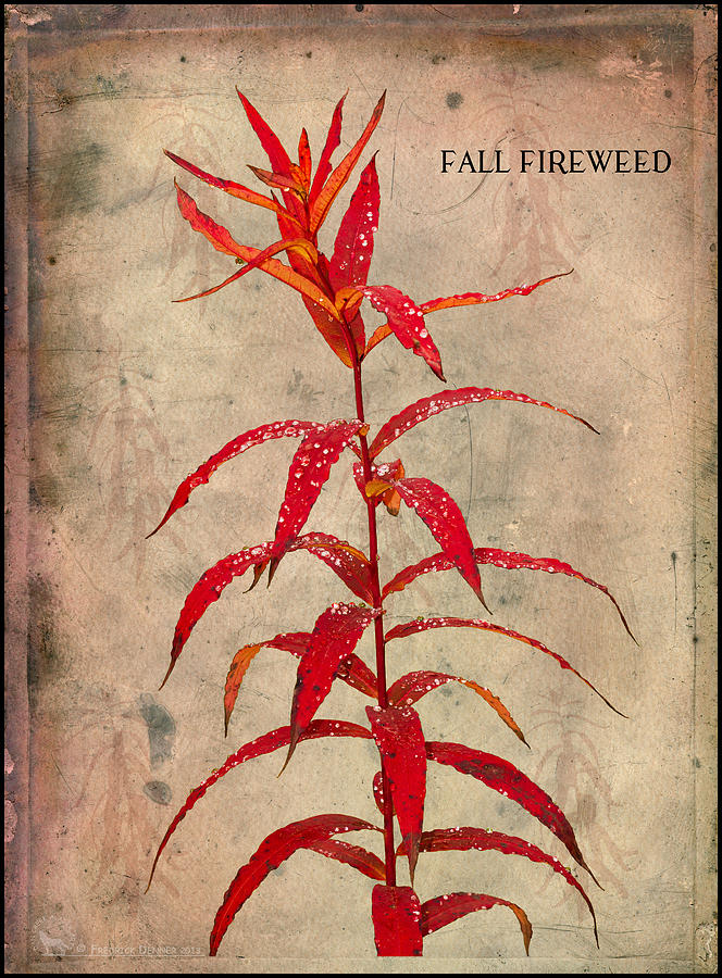 Fireweed #1 Photograph by Fred Denner