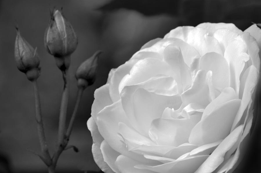Rose Photograph - First Bloom. #1 by Terence Davis