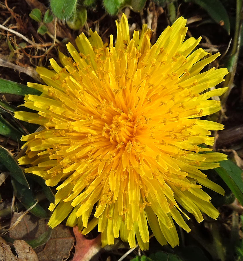 First Dandelion of Spring #1 Photograph by Pete Trenholm