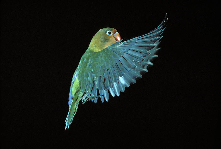 Fischers Lovebird #1 Photograph by Jean-Michel Labat