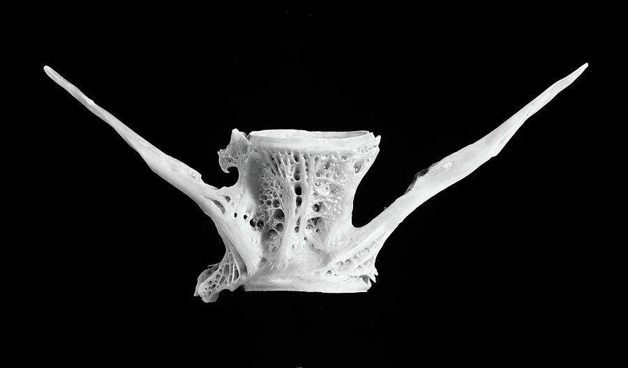 Fish Bone Photograph by Jim Occi