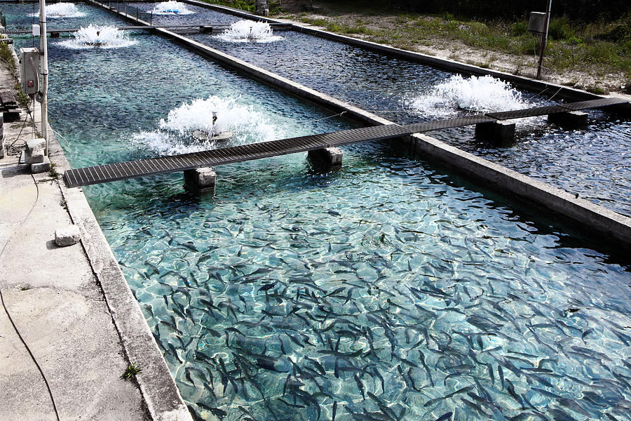 Fish farm at Bussi, in Abruzzo #1 Photograph by Seraficus