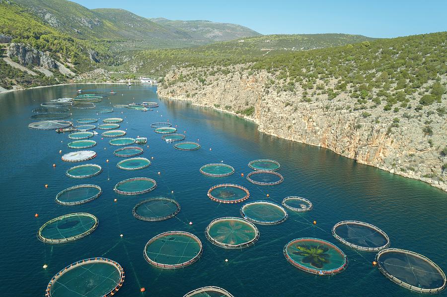 Fish Farm #1 Photograph by David Parker/science Photo Library