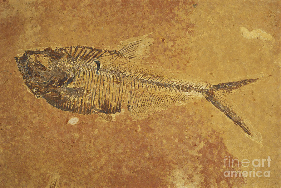 Fish Fossil #1 Photograph by Scott Camazine