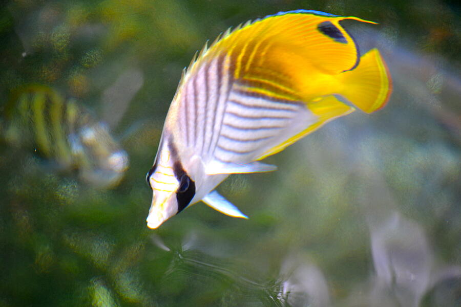 Fish Photograph - Fish in the sunlight  #2 by Lehua Pekelo-Stearns