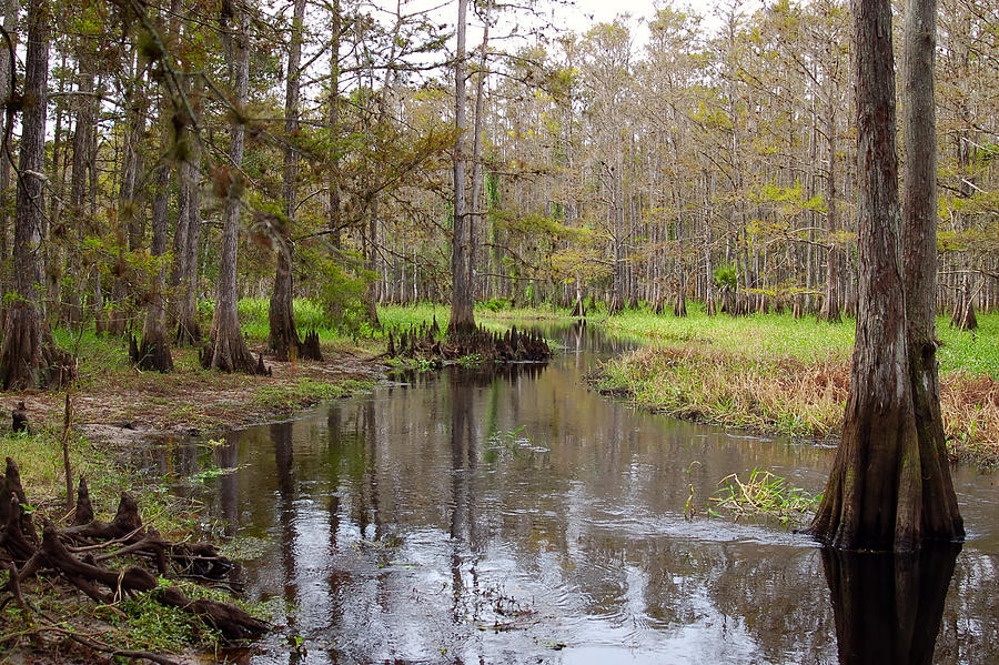 Fisheating Creek Photograph by Richard Leighton