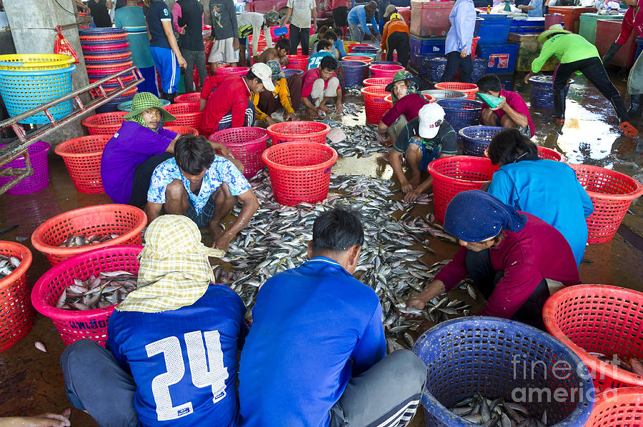 Fisherman Sorting Fish, Thailand #1 Photograph by John Shaw