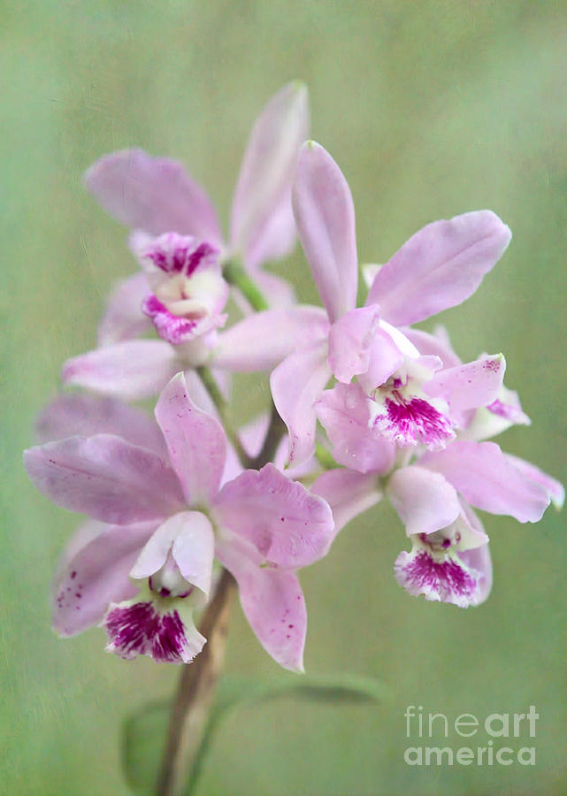 Five Beautiful Pink Orchids #2 Photograph by Sabrina L Ryan