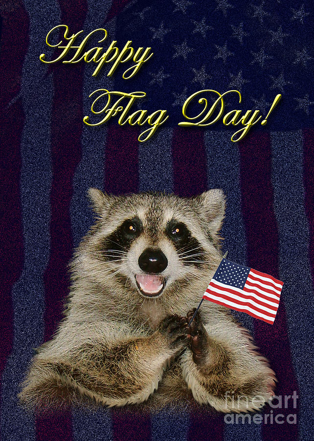 Nature Photograph - Flag Day Raccoon #1 by Jeanette K