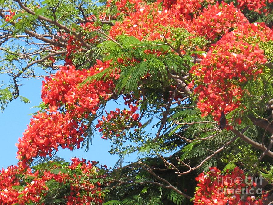 Flamboyants - Ile De La Reunion - Reunion Island Photograph by ...