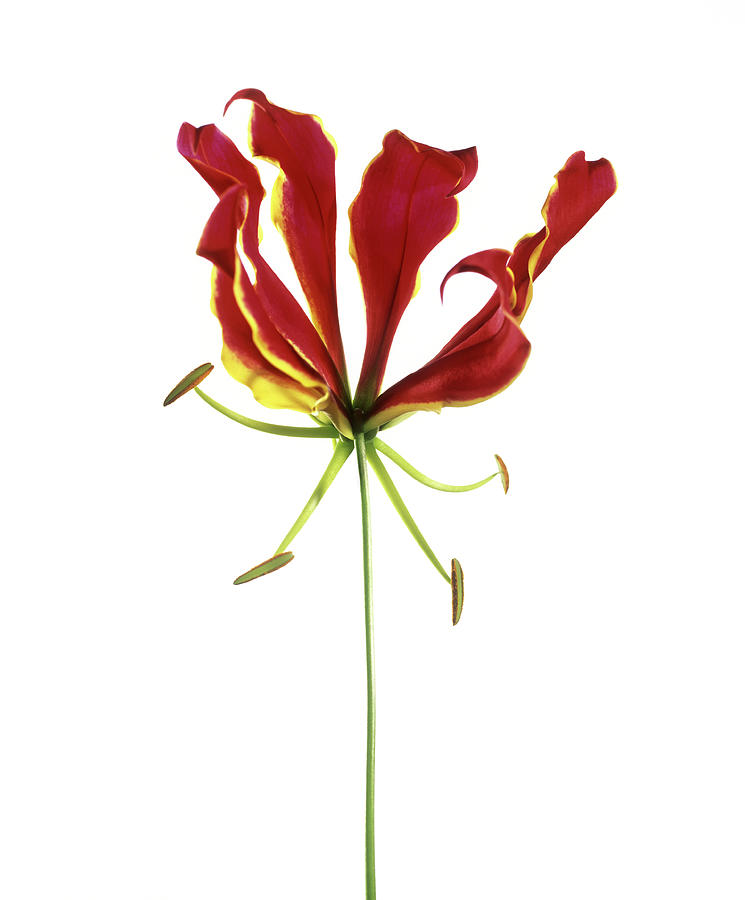 Flame Lily (gloriosa Sp.) #1 Photograph by Derek Lomas / Science Photo Library