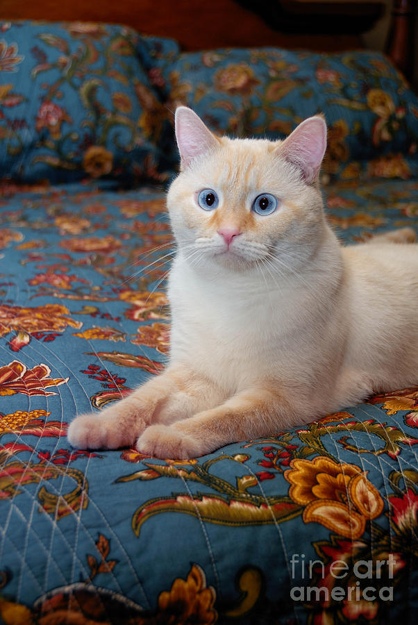 Cat Photograph - Flame Point Siamese Cat #1 by Amy Cicconi