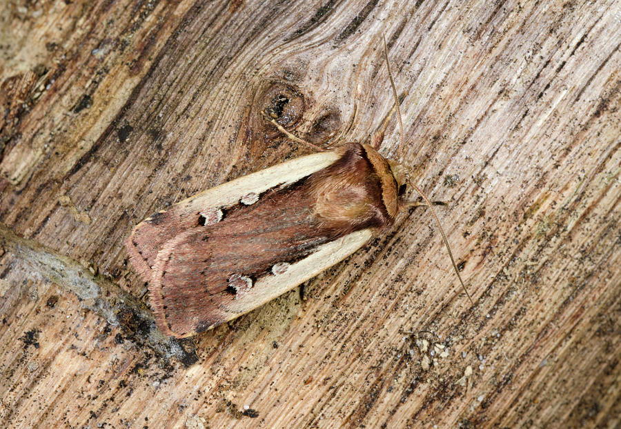 Flame Shoulder Moth #1 Photograph by Nigel Downer
