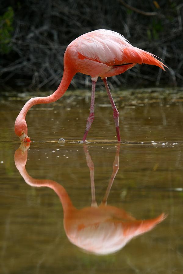 Flamingo Photograph - Flamenco, Phoenicopterus Ruber, San #1 by David Santiago Garcia