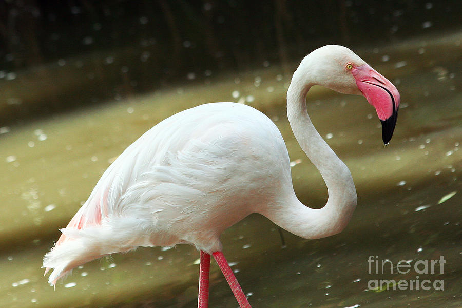 Flamingo #1 Photograph by Afrodita Ellerman