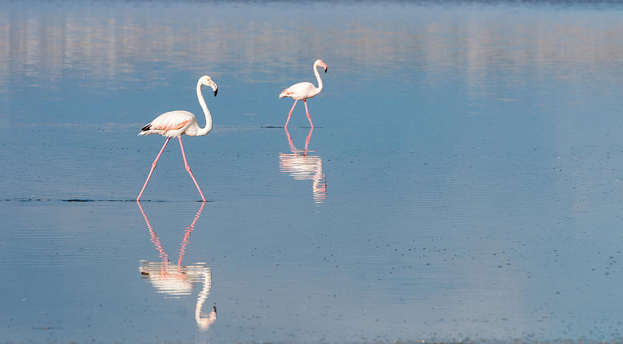 Flamingo Birds on a lake Photograph by Michalakis Ppalis