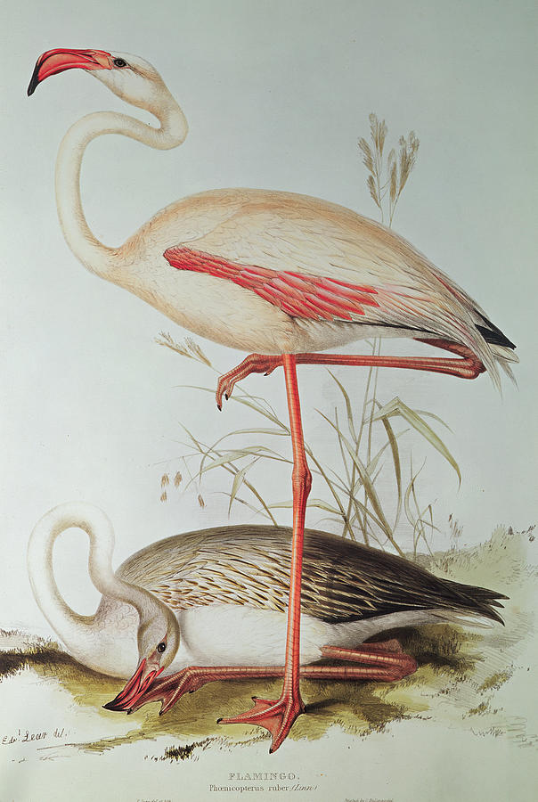 Flamingo Painting by Edward Lear