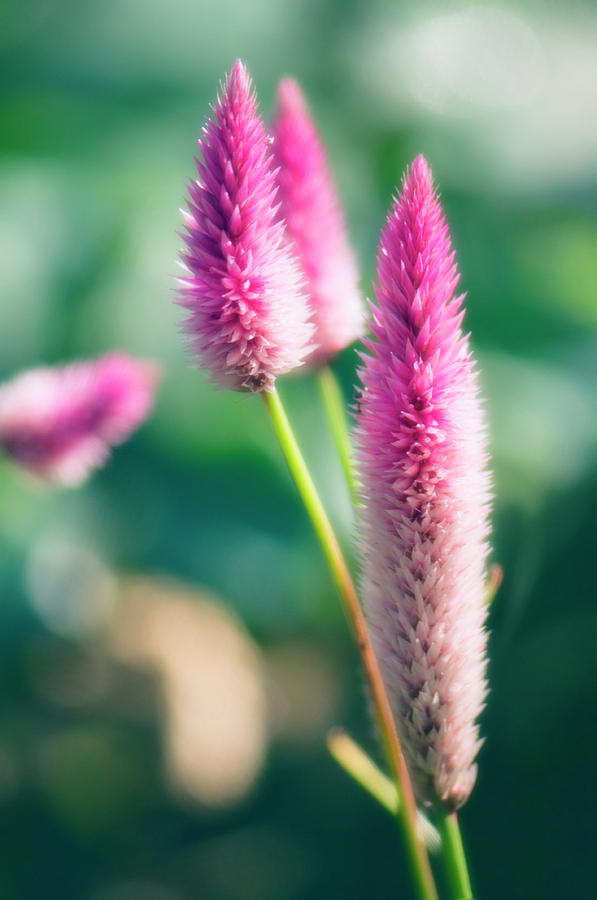 Flamingo Feather (celosia Spicata) Photograph by Maria Mosolova/science ...