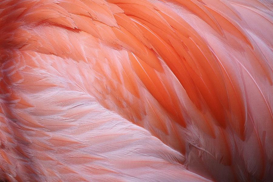 Flamingo Feathers Photograph by Paulette Thomas