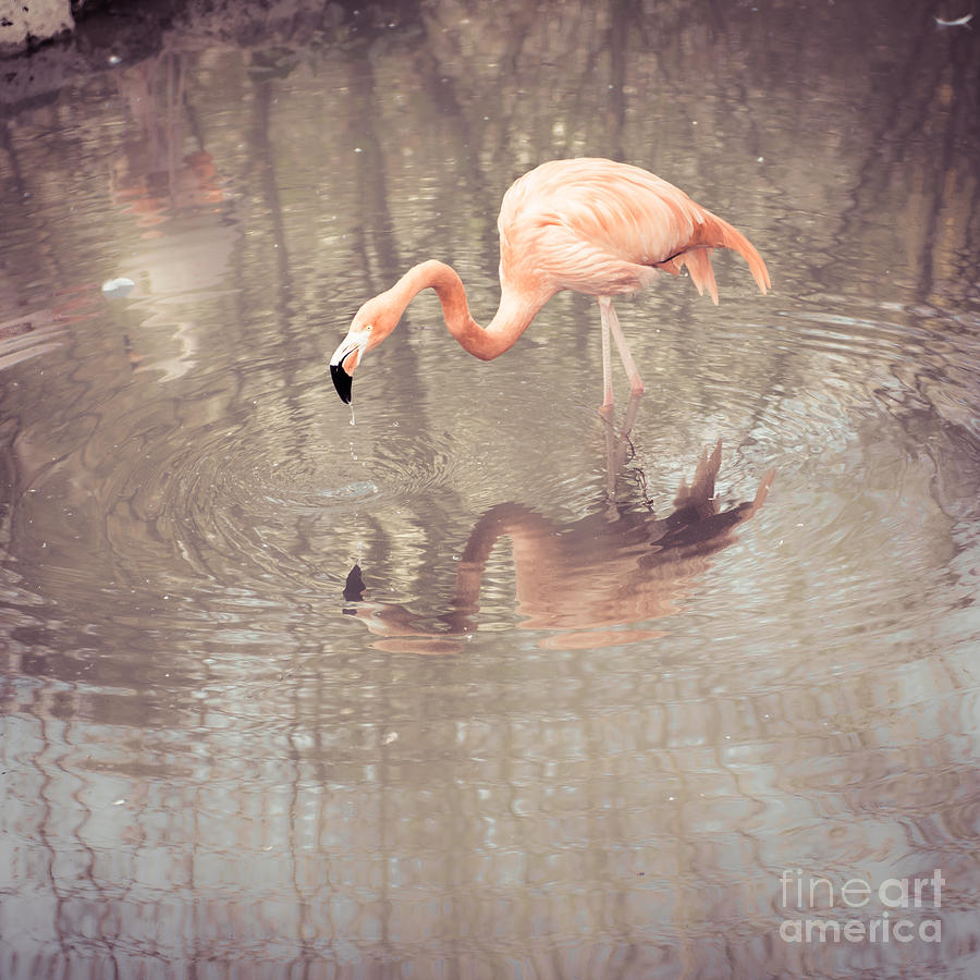 Flamingo #1 Photograph by Hannes Cmarits
