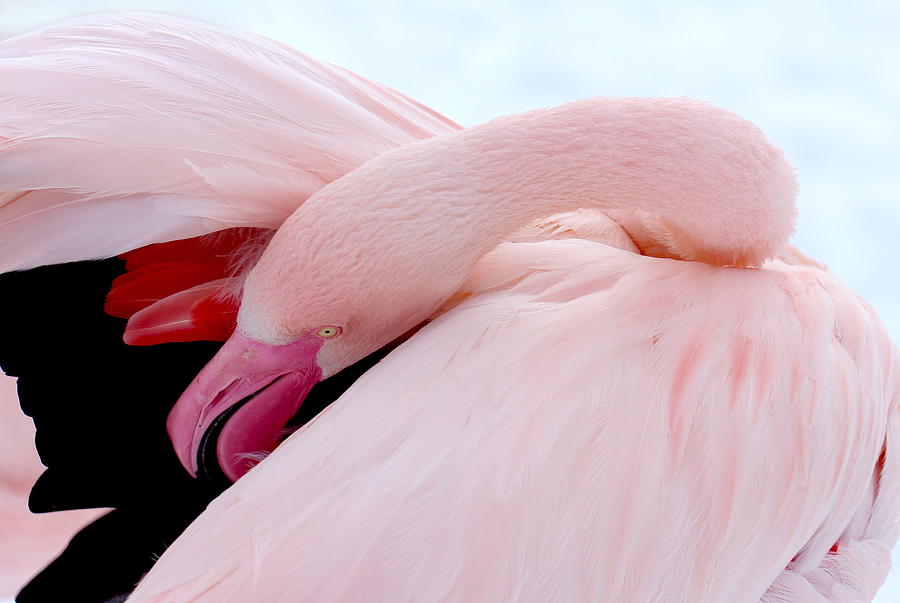 Flamingo #1 Photograph by Heike Hultsch