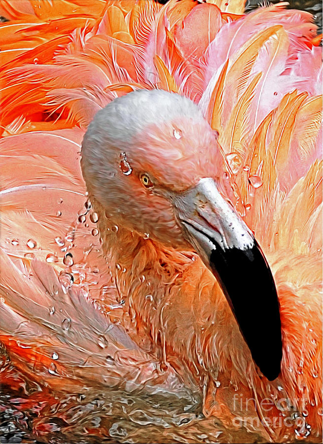 Flamingo #3 Photograph by Savannah Gibbs