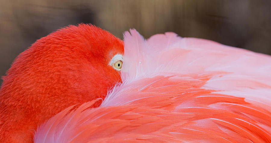 Flamingo Photograph - Flamingo Sleeping #1 by Jack Nevitt