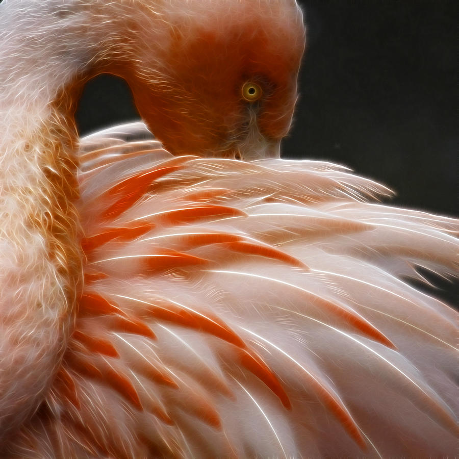 Flamingo #2 Photograph by Steve McKinzie