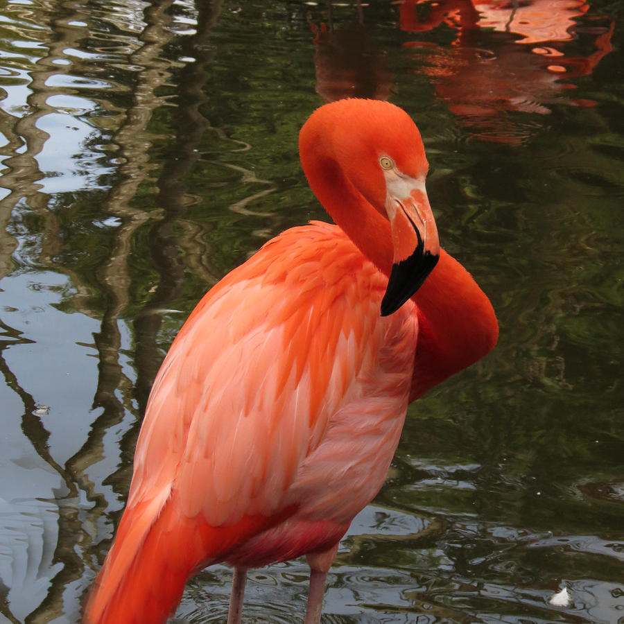 Flamingo Twist #1 Photograph by Vijay Sharon Govender