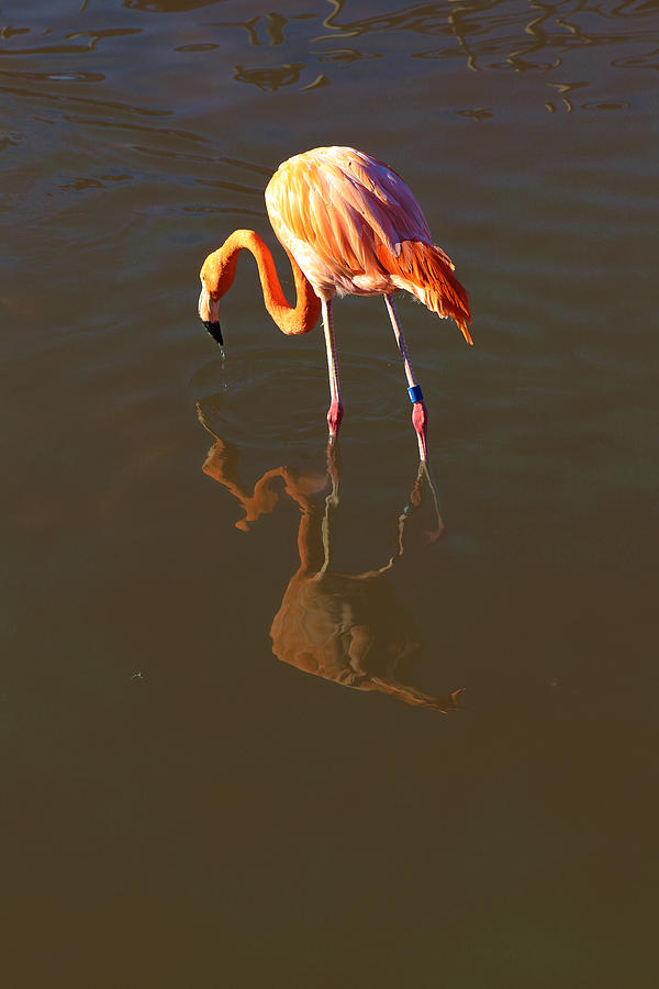 Flamingo #2 Photograph by Viktor Savchenko