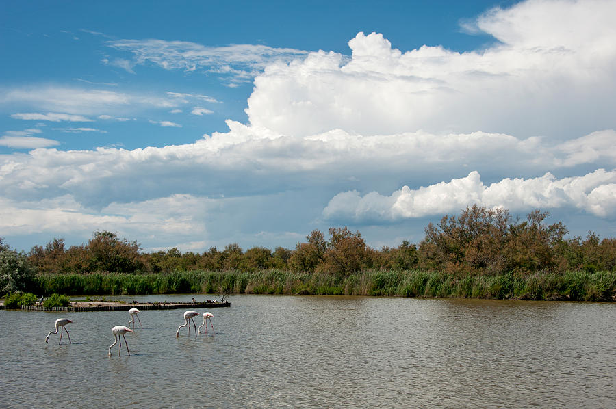 Flamingo Photograph - Flamingos In A Lake, Parc #1 by Panoramic Images