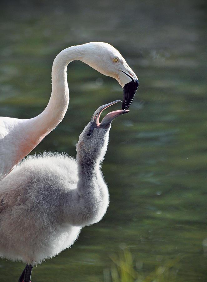 Flamingos #2 Photograph by Savannah Gibbs
