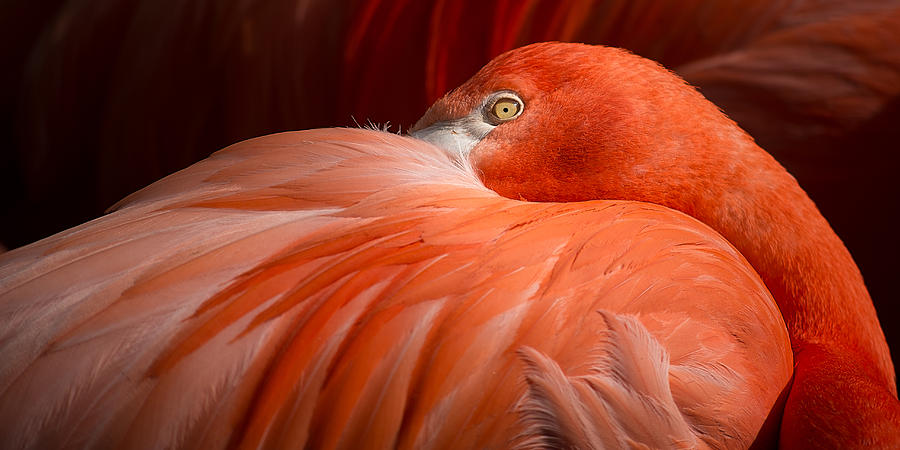 Flamingo Photograph - Flamingos #1 by TouTouke A Y