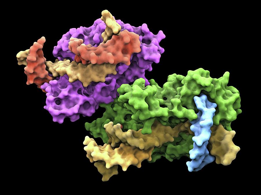 Flap Endonuclease Protein #1 Photograph by Alfred Pasieka/science Photo ...