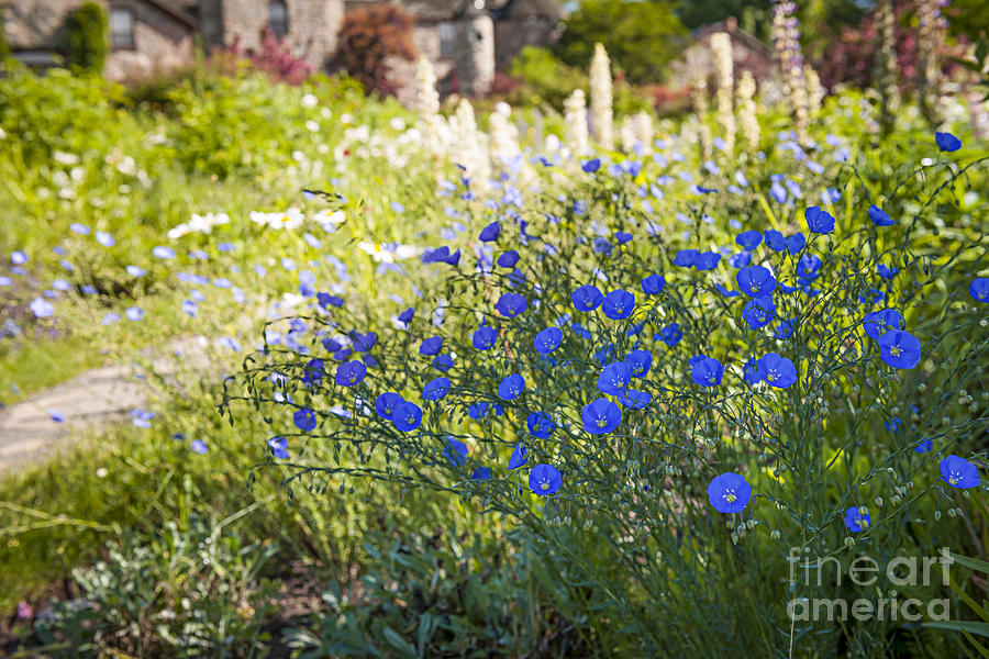Flower Photograph - Flax flowers in summer garden 1 by Elena Elisseeva