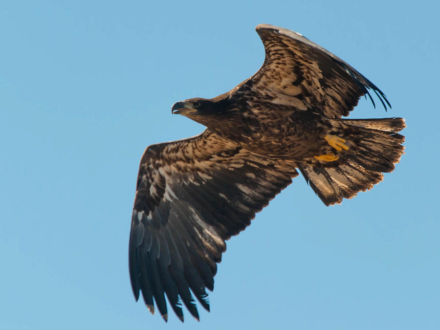 Fledgling Bald Eagle Photograph by Don Gibson