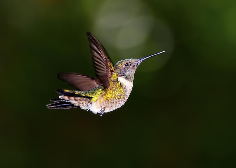 Flight of a Hummingbird #1 Photograph by Bill Dodsworth