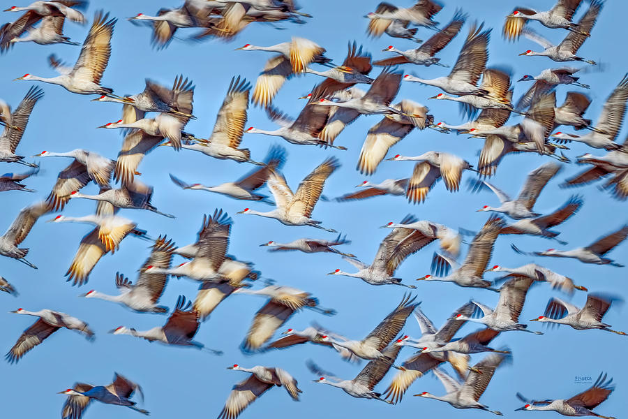 Flight of the Sandhill Cranes #1 Photograph by Steven Llorca